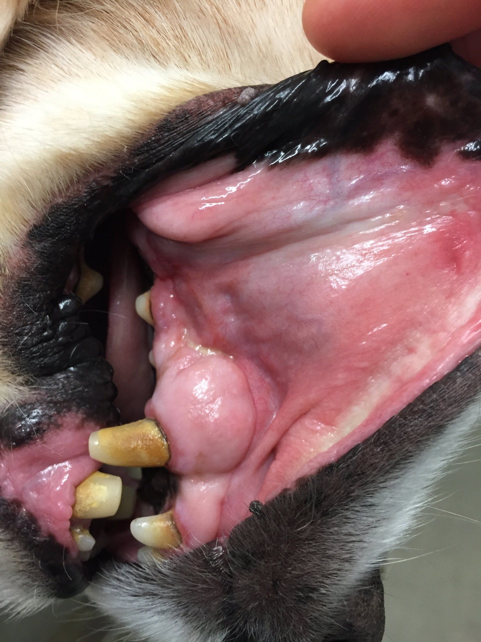 dog tooth eroded 