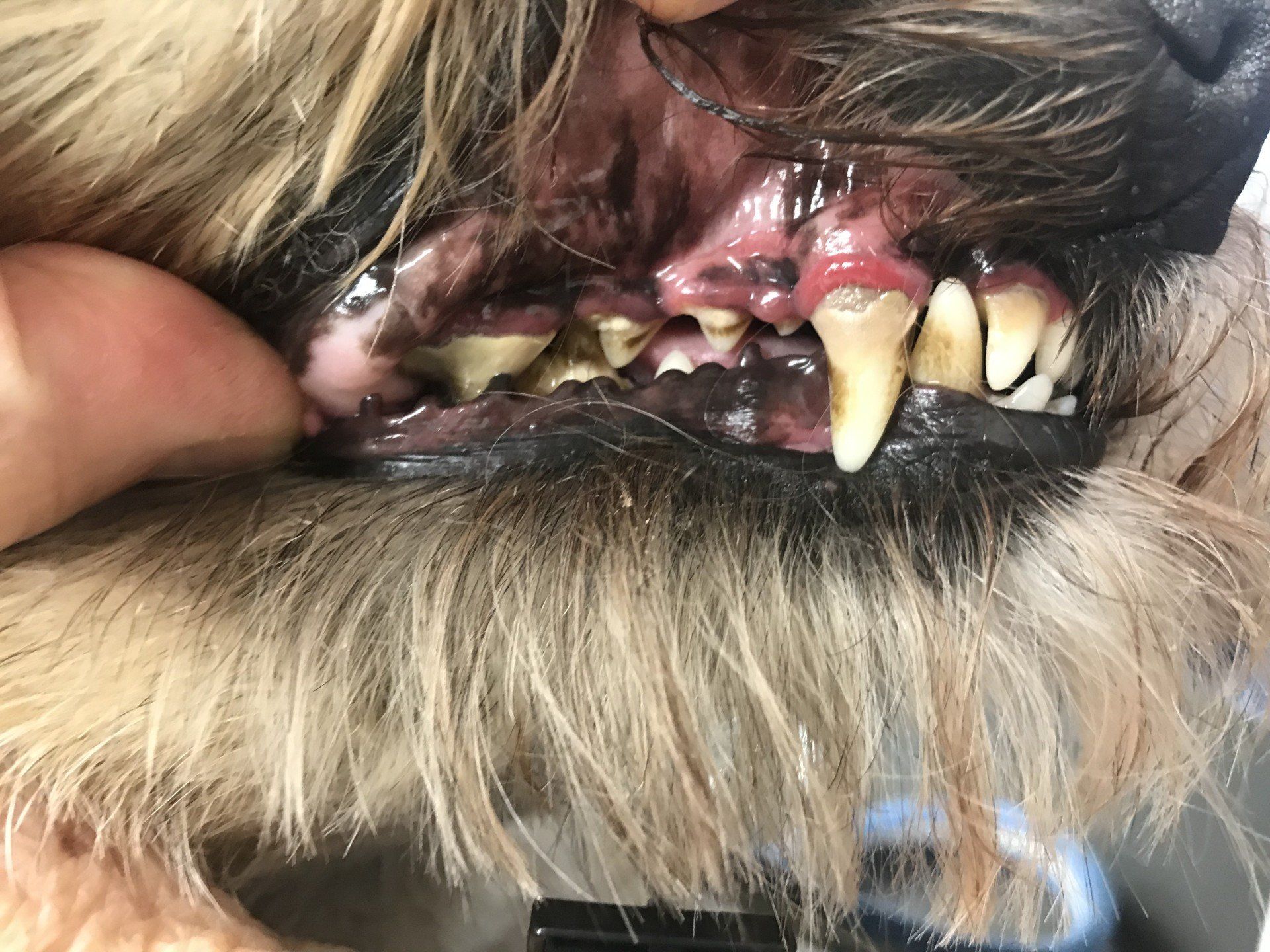 unhealthy dog teeth