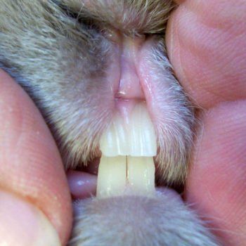 healthy rabbit teeth