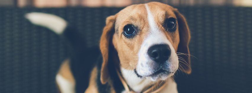 Vet Video Consulting Service Sidmouth