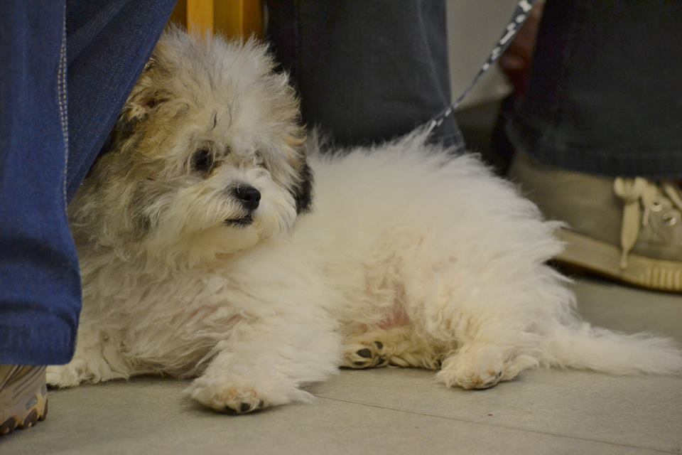 Puppy Training Sidmouth