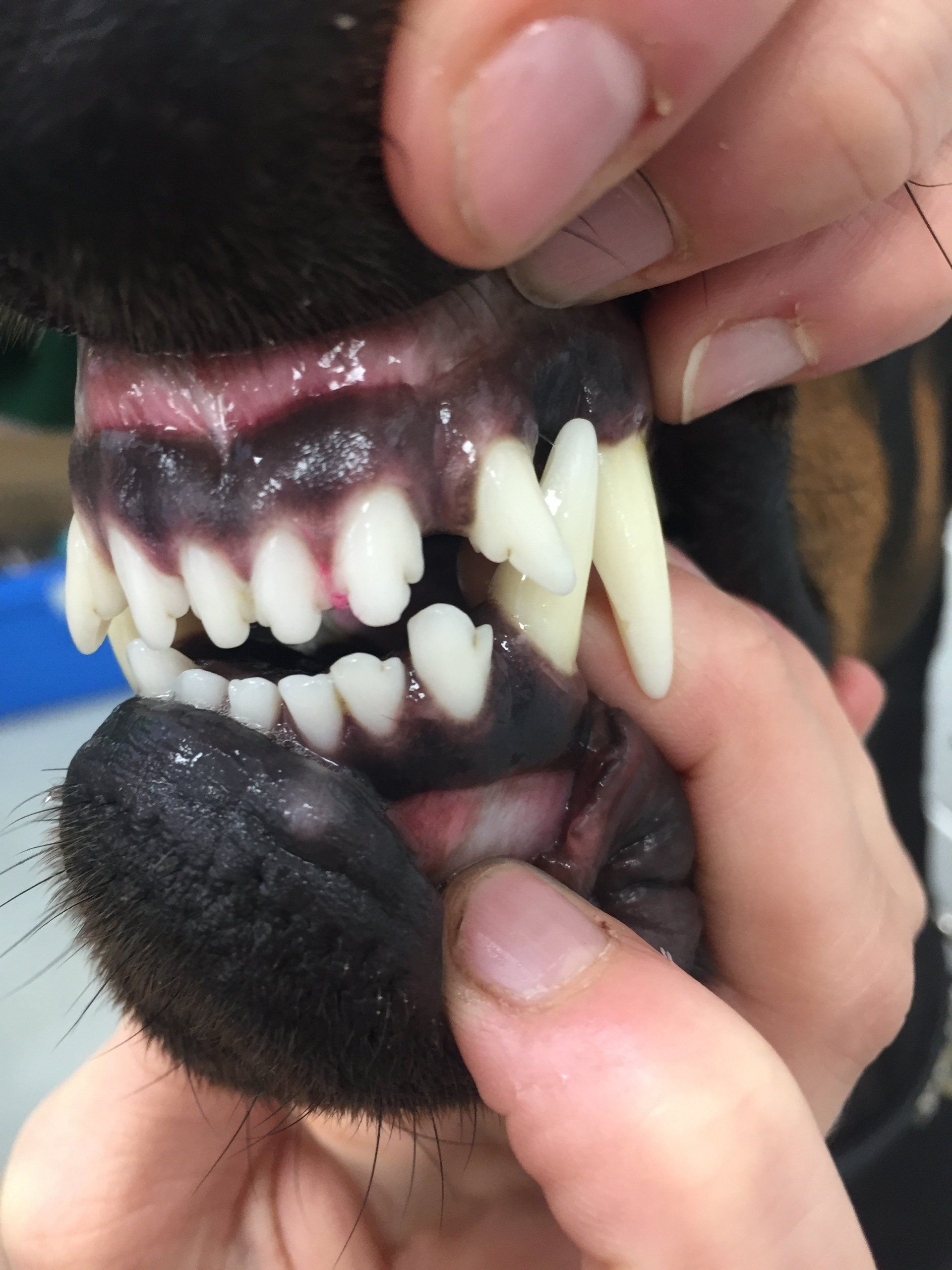 dogs front teeth