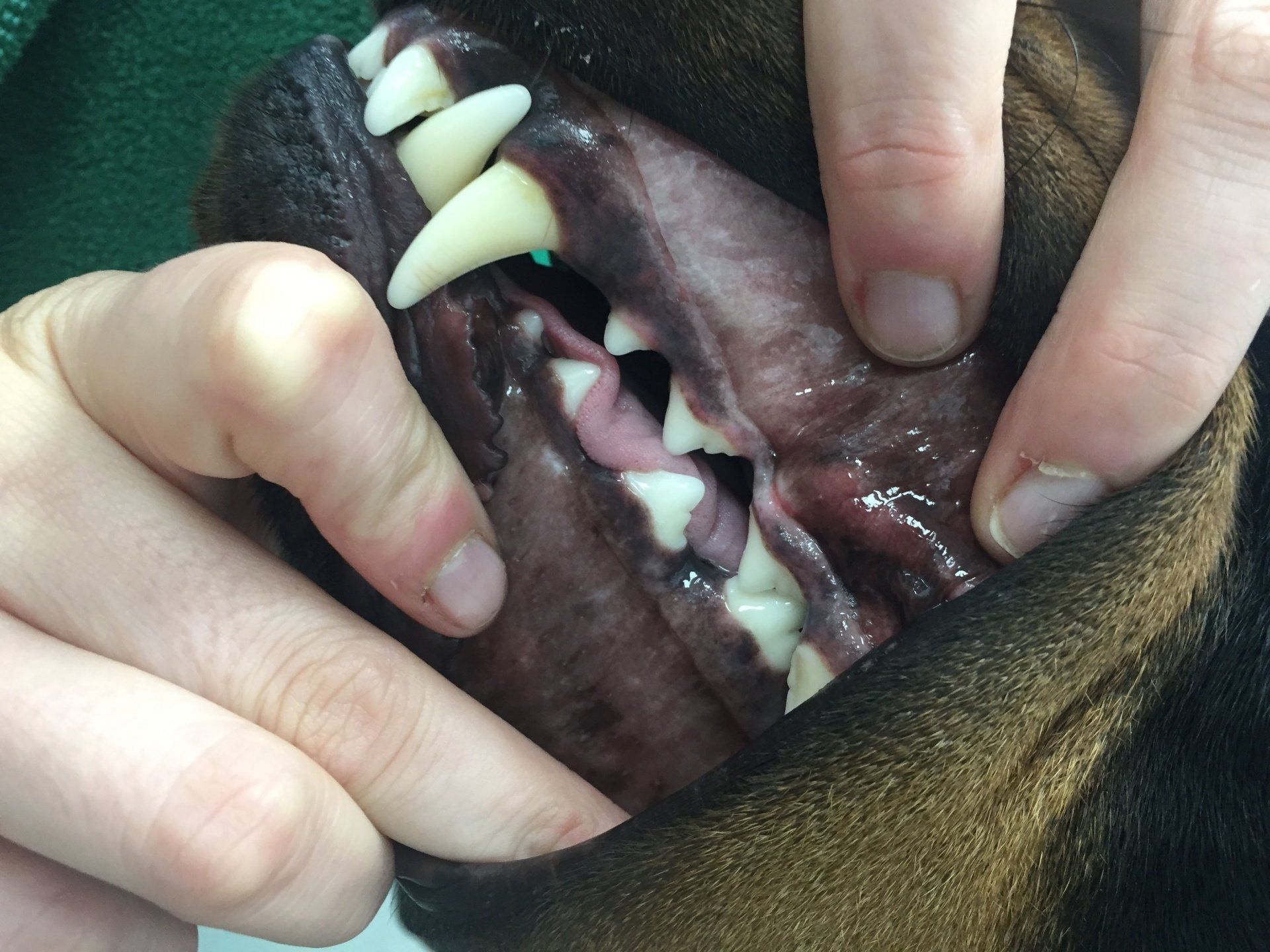 dogs teeth 