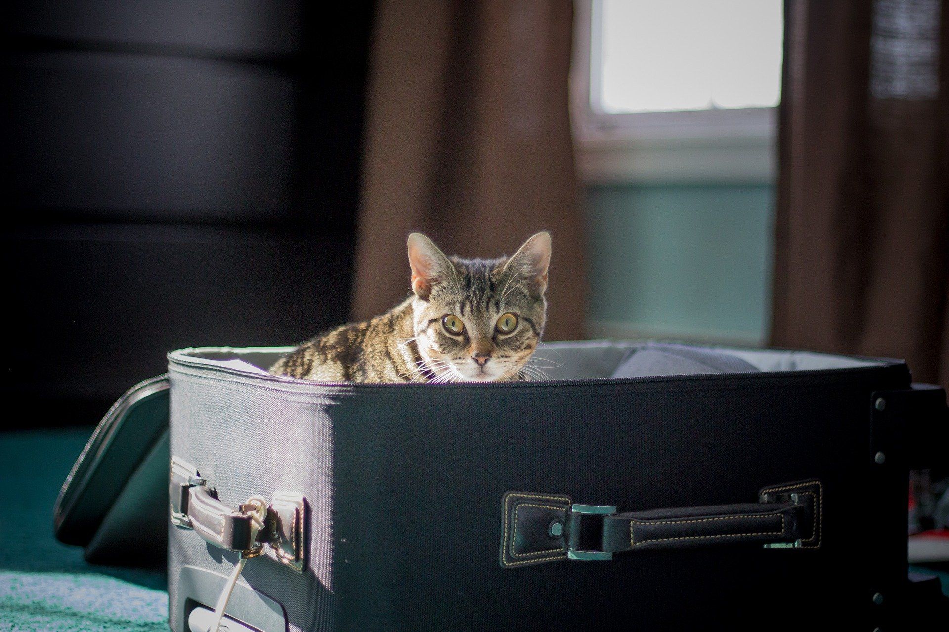 Pet Passports