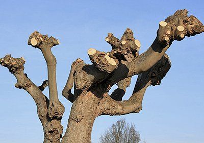 tree pruning and pollarding services
