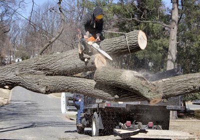 tree surgery cutting wooden logs