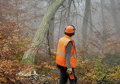 a tree surgeon checking the status of a tree