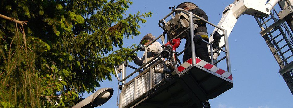Tree Evaluations — Tree Pruning in Littleville, AL