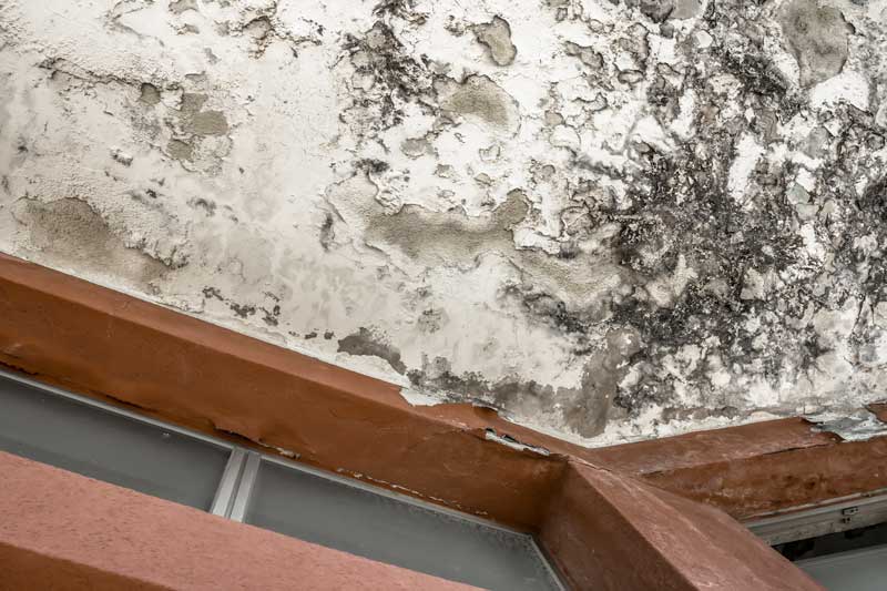 mold remediation louisville ky molded ceiling