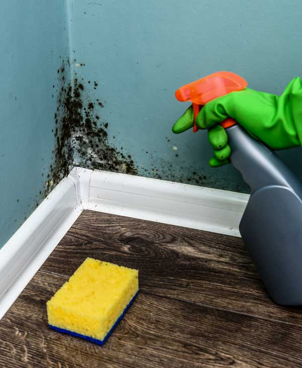 mold inspection louisville ky
