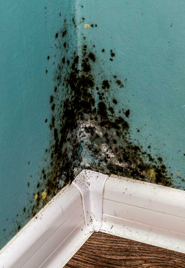 mold remediation louisville ky mold removal