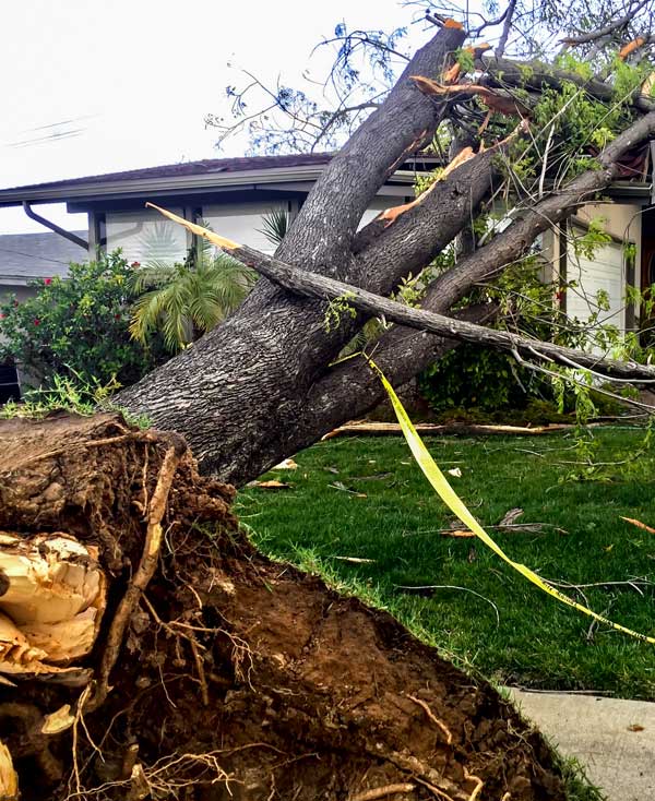 wind and storm damage restoration louisville ky