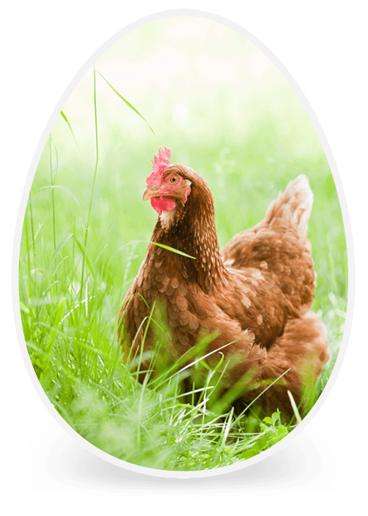 chicken