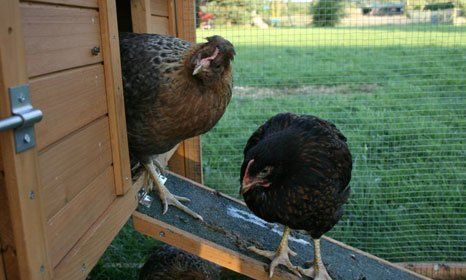 hen