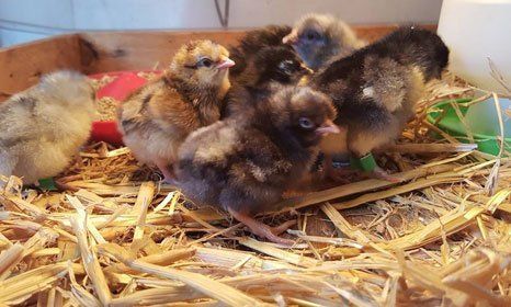chickens