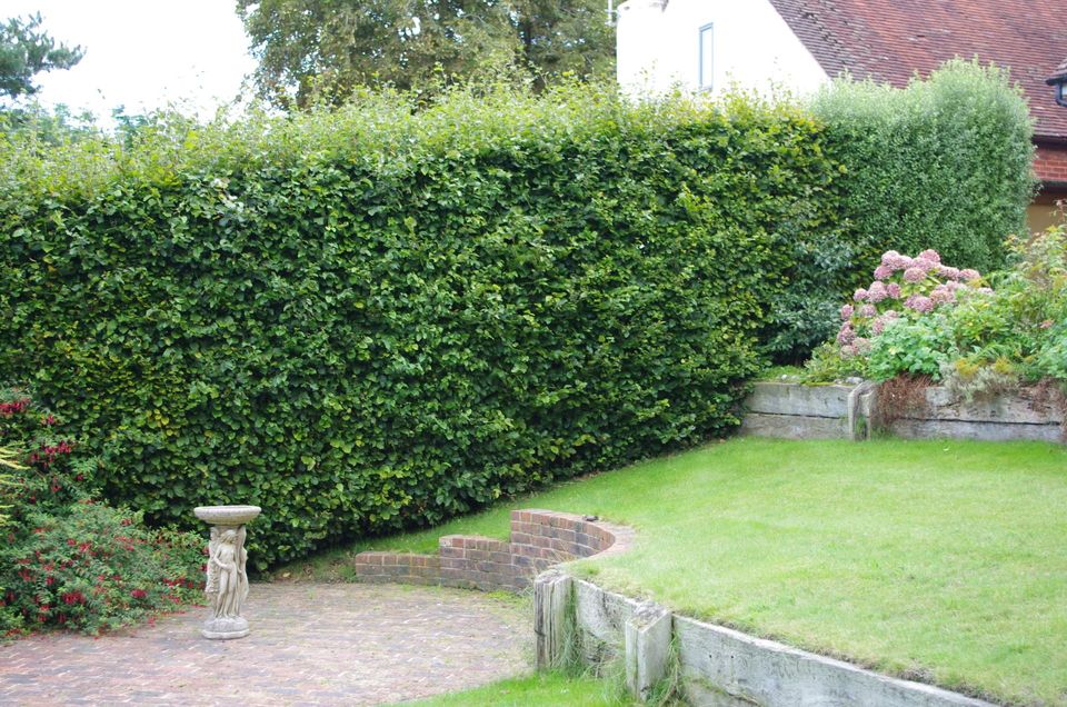 pruning services