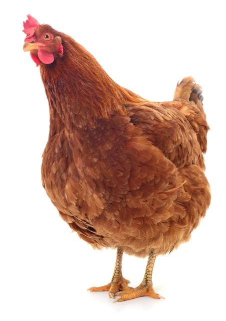 gallina
