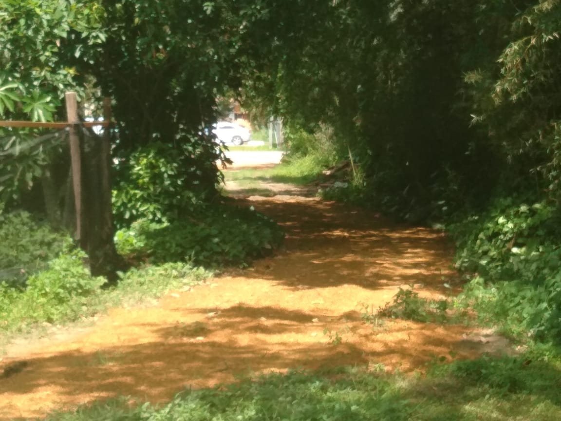 Uma estrada de terra cercada por árvores e grama em um dia ensolarado