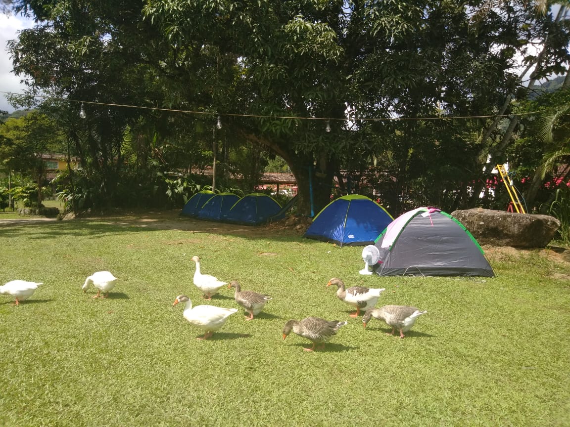 Um grupo de patos está parado em um campo gramado próximo a uma barraca.
