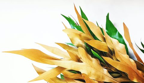Import Services for Perishables Import Services for Perishables