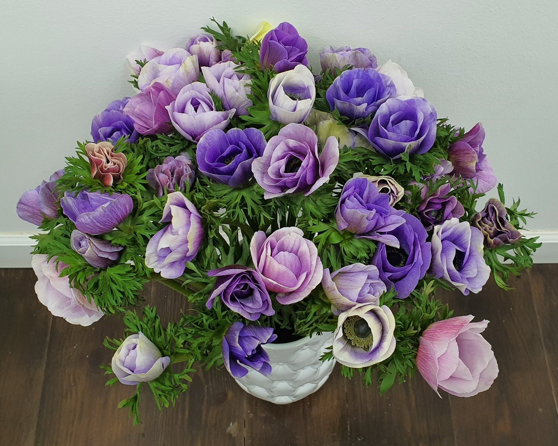Anemone