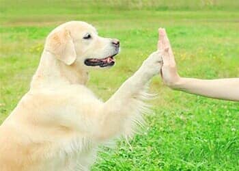 Dog — Dog Training in Versailles, KY