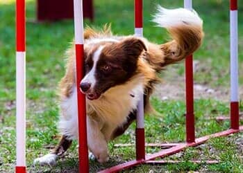 Dog Training — Obedience Training in Versailles, KY