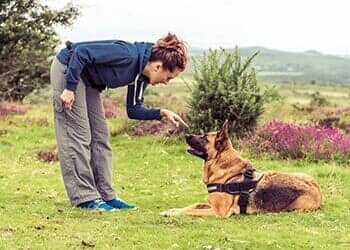 Dog Trainer — Dog Obedience in Versailles, KY
