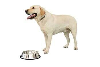 White Dog — Dog Training in Versailles, KY White Dog — Dog Training in Versailles, KY