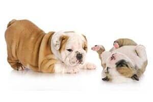 Bulldog Puppies — Obedience Training in Versailles,KY Bulldog Puppies — Obedience Training in Versailles,KY