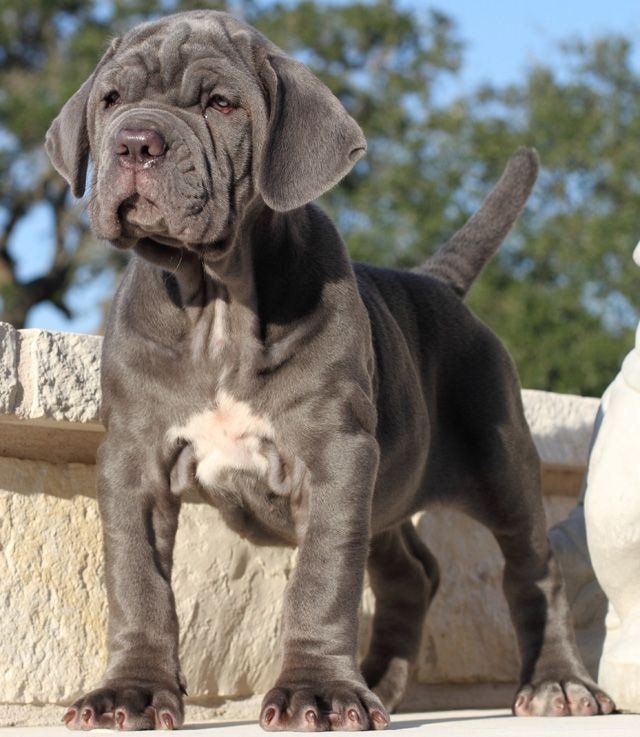 Venta de perros mastin napolitano