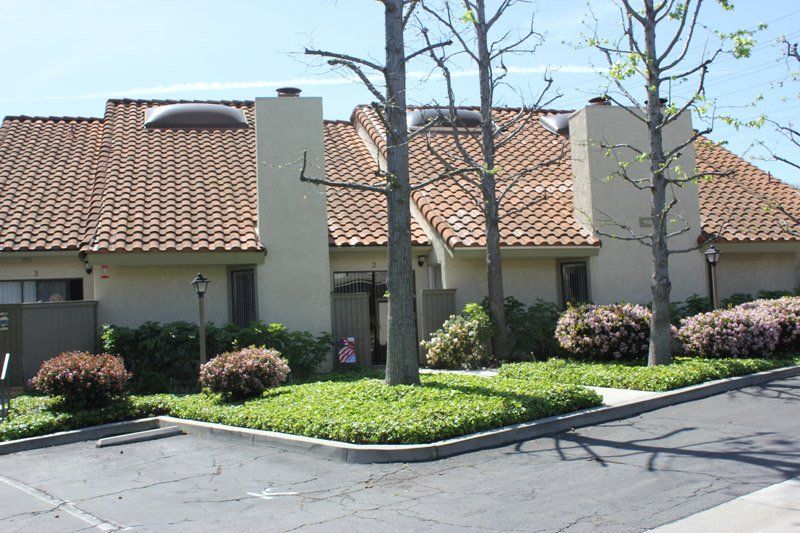 trees in front