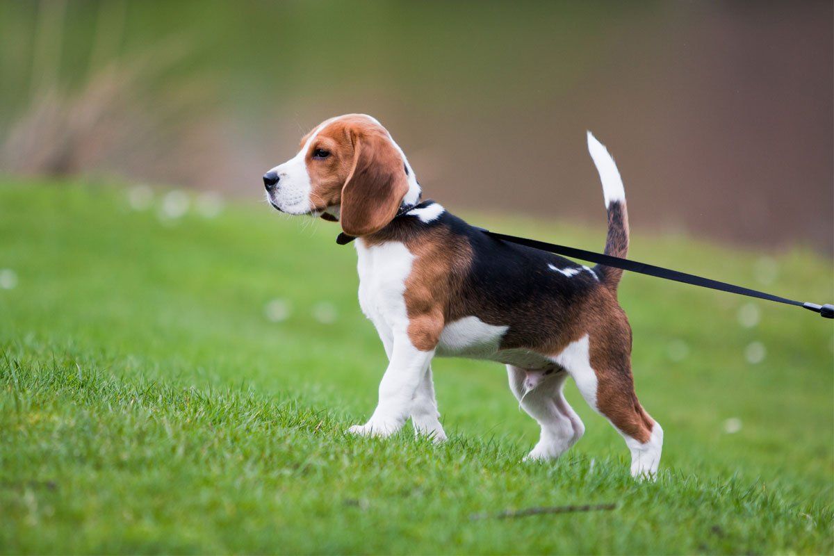 puppy