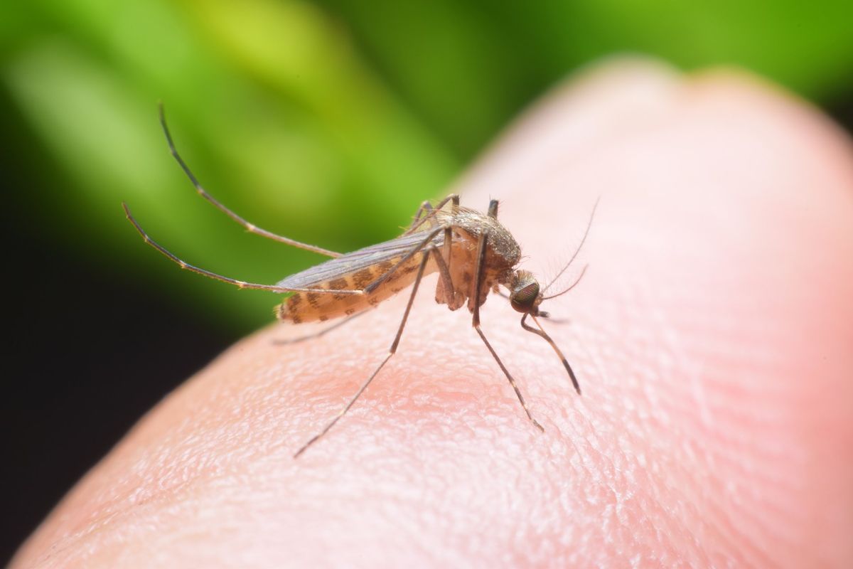 mosquito standing on exposed skin