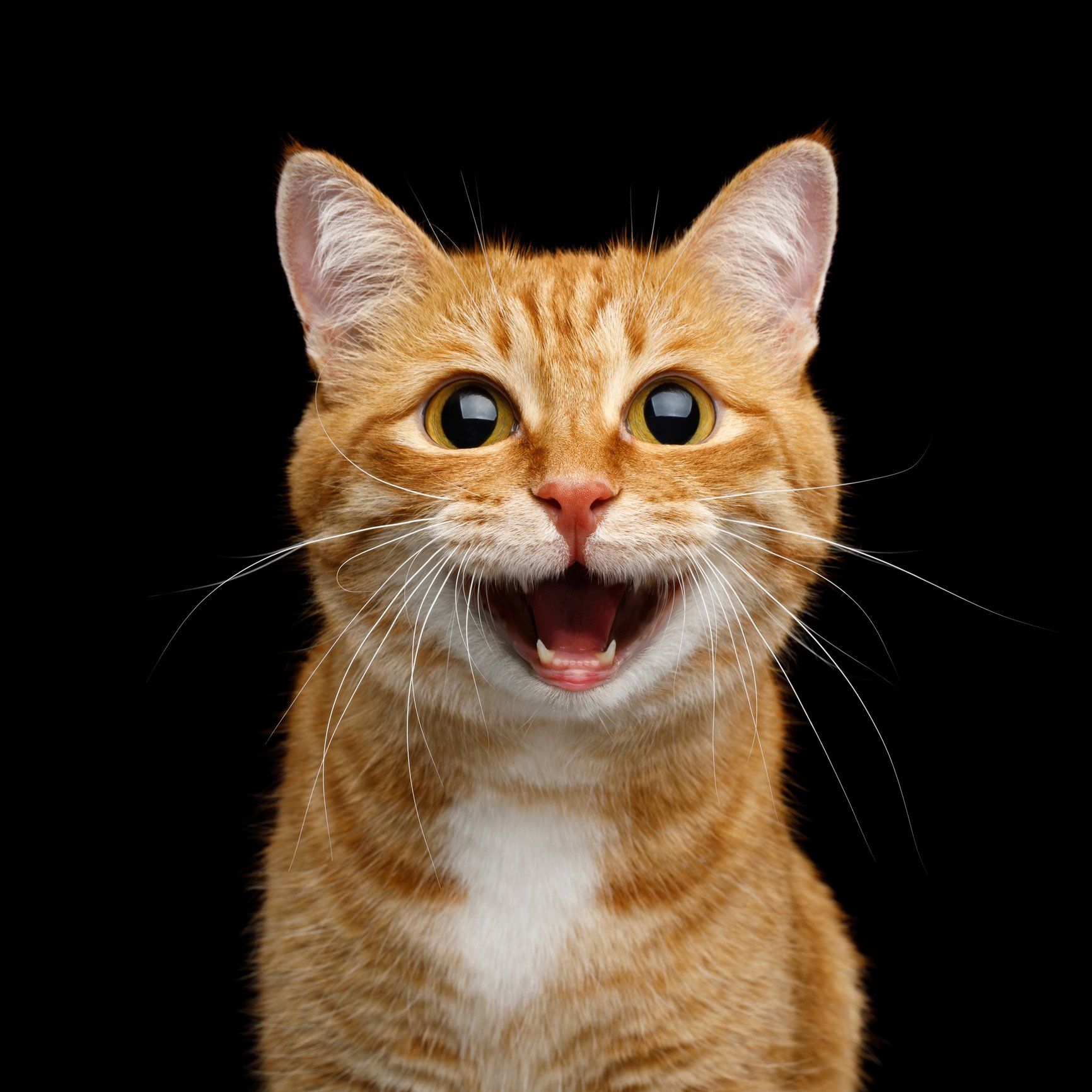 Smiling Orange Cat — Nutter Fort, WV — All Pets Animal Clinic Smiling Orange Cat — Nutter Fort, WV — All Pets Animal Clinic