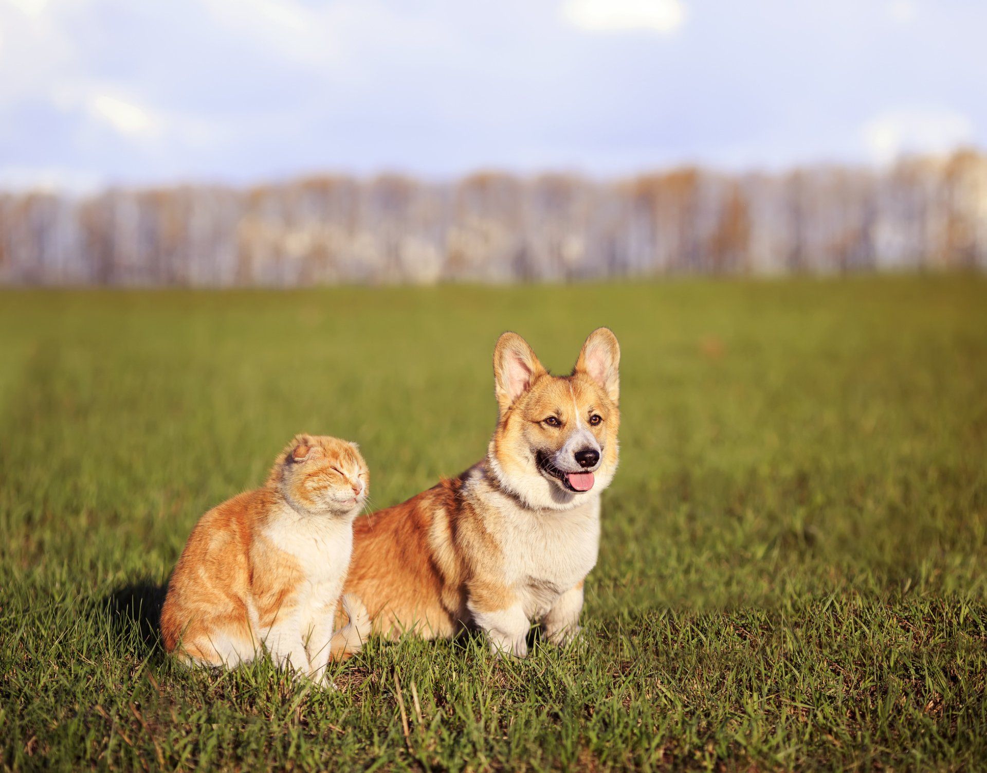 Cat and Dog Sitting on Grass — Nutter Fort, WV — All Pets Animal Clinic Cat and Dog Sitting on Grass — Nutter Fort, WV — All Pets Animal Clinic