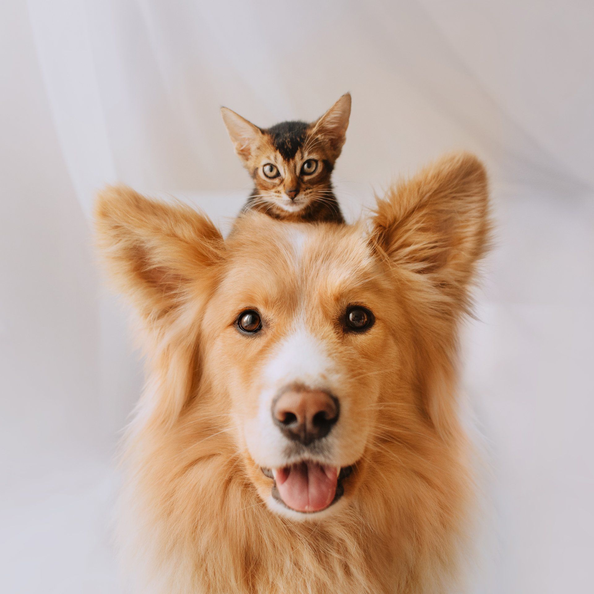 Cat Sitting on the Head of a Dog — Nutter Fort, WV — All Pets Animal Clinic Cat Sitting on the Head of a Dog — Nutter Fort, WV — All Pets Animal Clinic