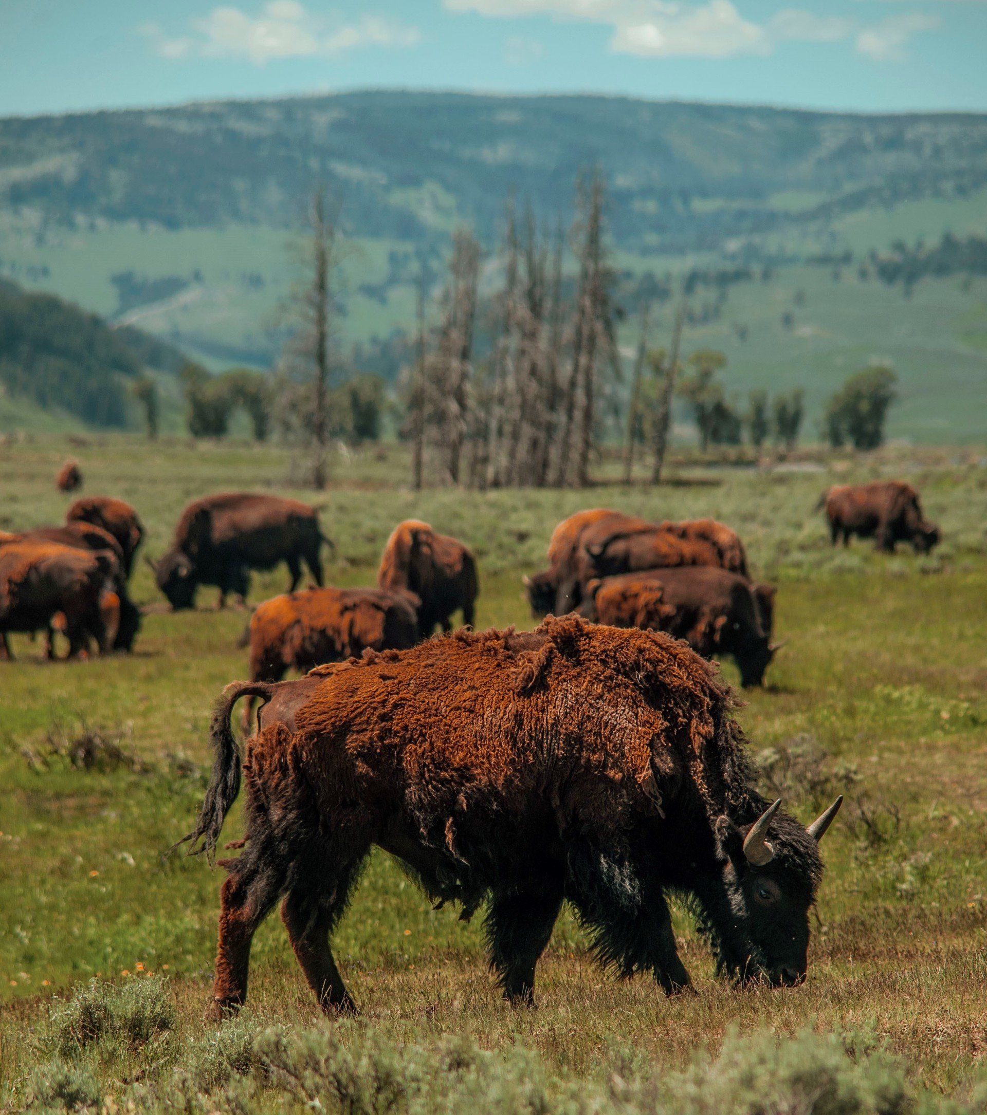 Tours of Yellowstone