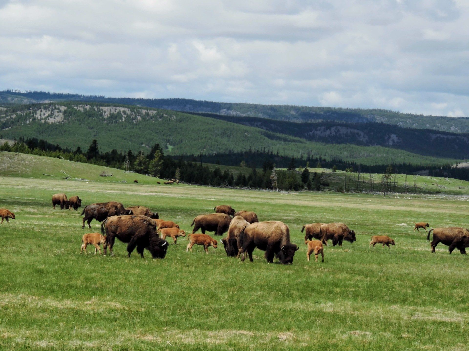 Tours of Yellowstone