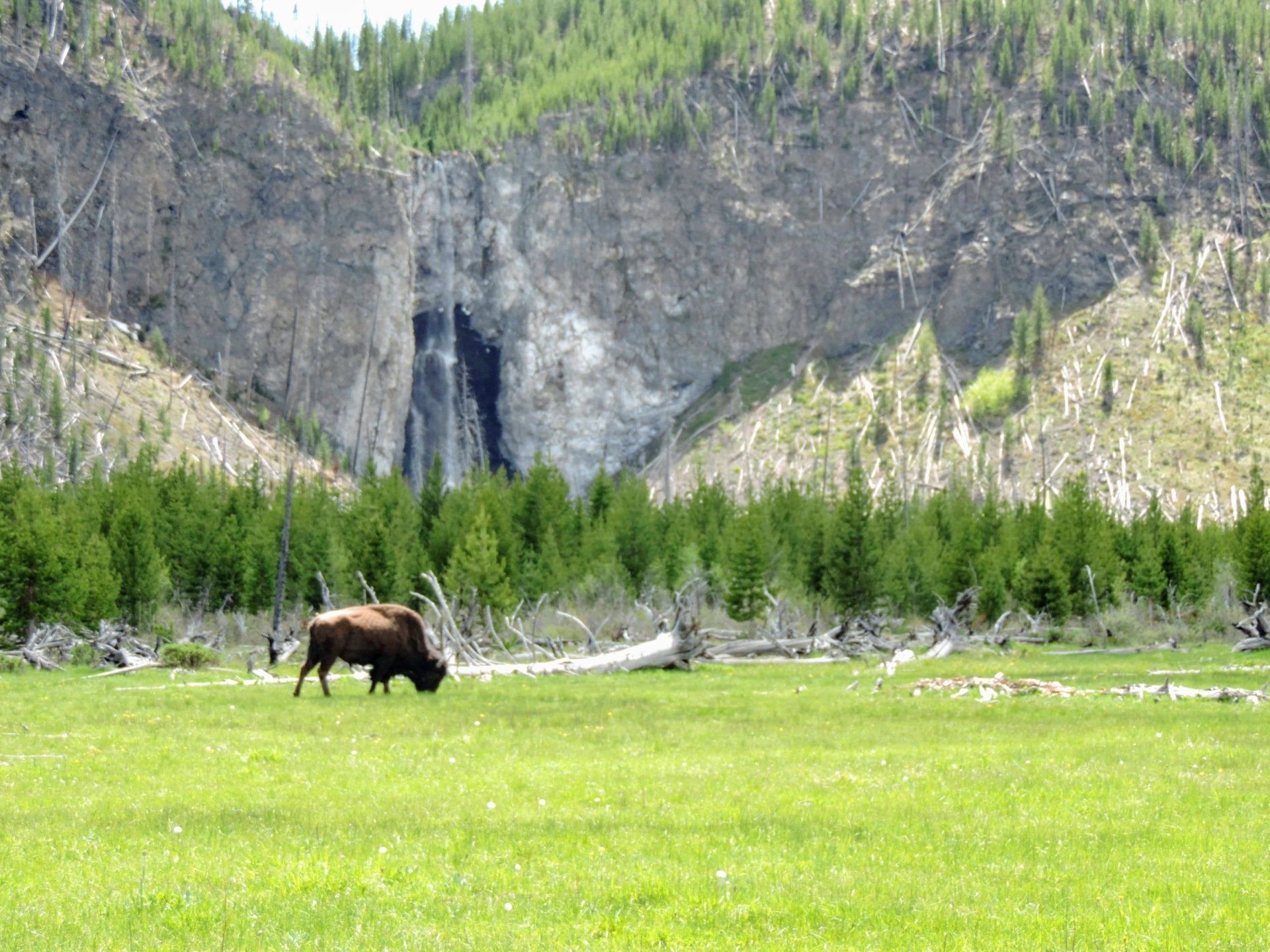 Tours of Yellowstone