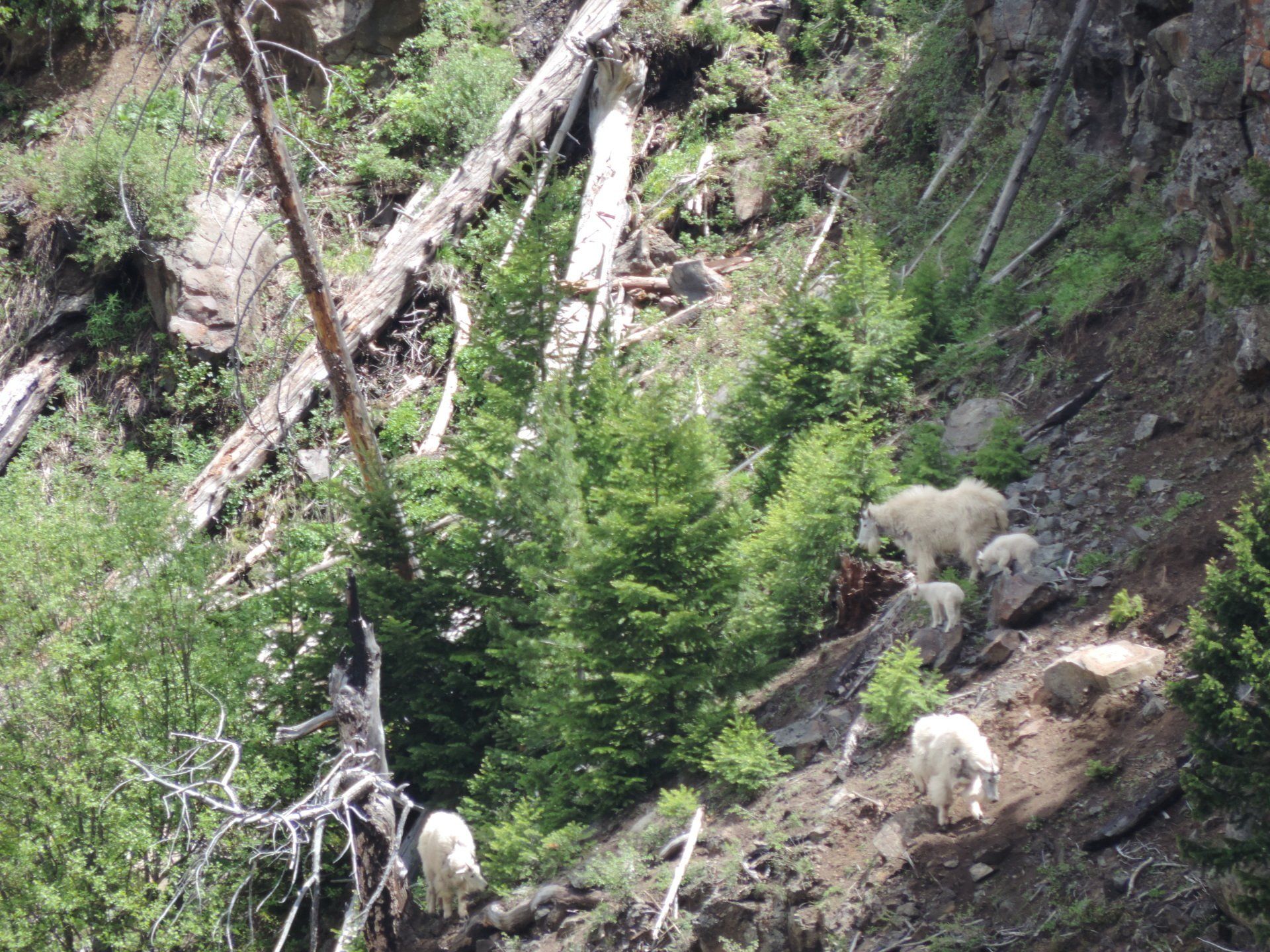 Tours of Yellowstone