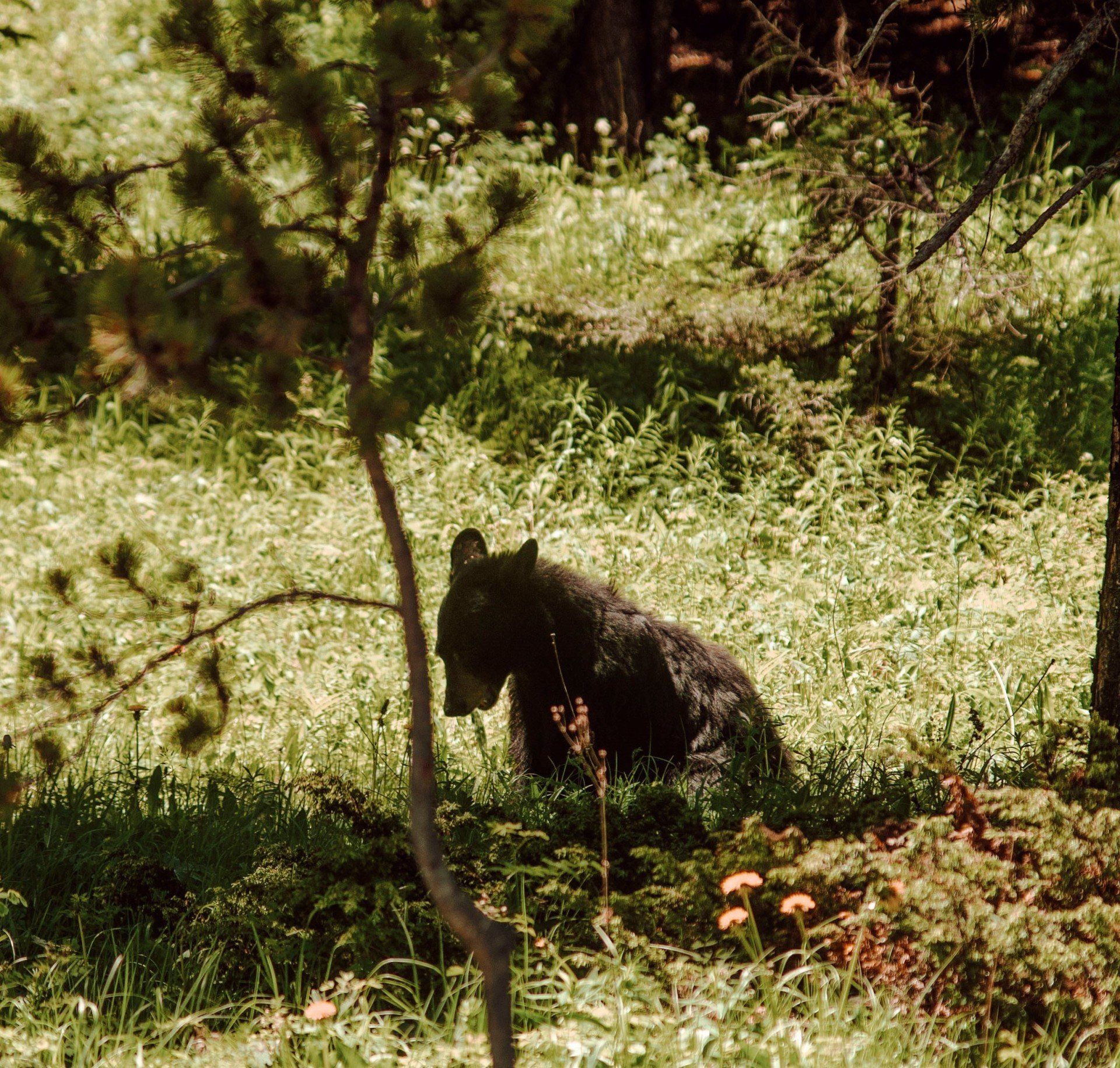 Tours of Yellowstone
