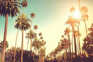 palm trees