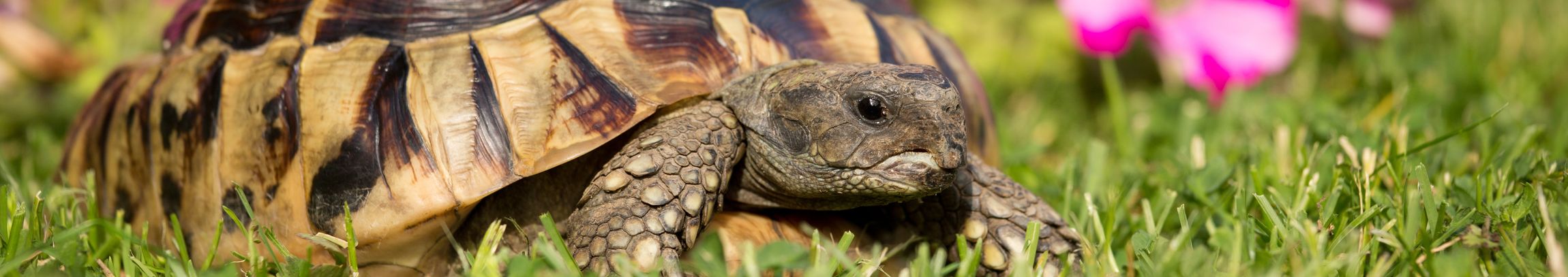 A turtle for sale in our pet shop with a difference