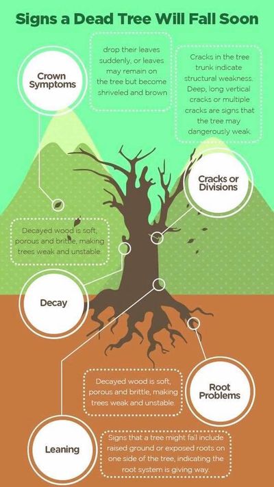 Infographic About Dead Tree — Monroe, LA — Munholland Tree Service Infographic About Dead Tree — Monroe, LA — Munholland Tree Service