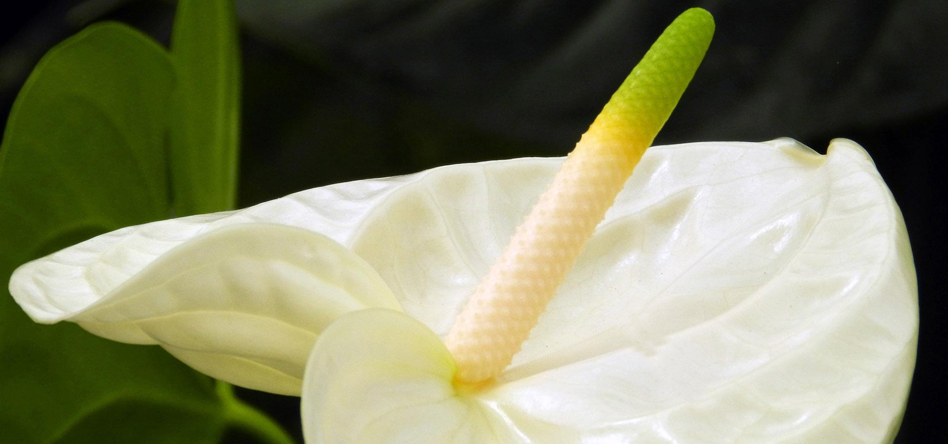 Fiori Freschi per cerimonie