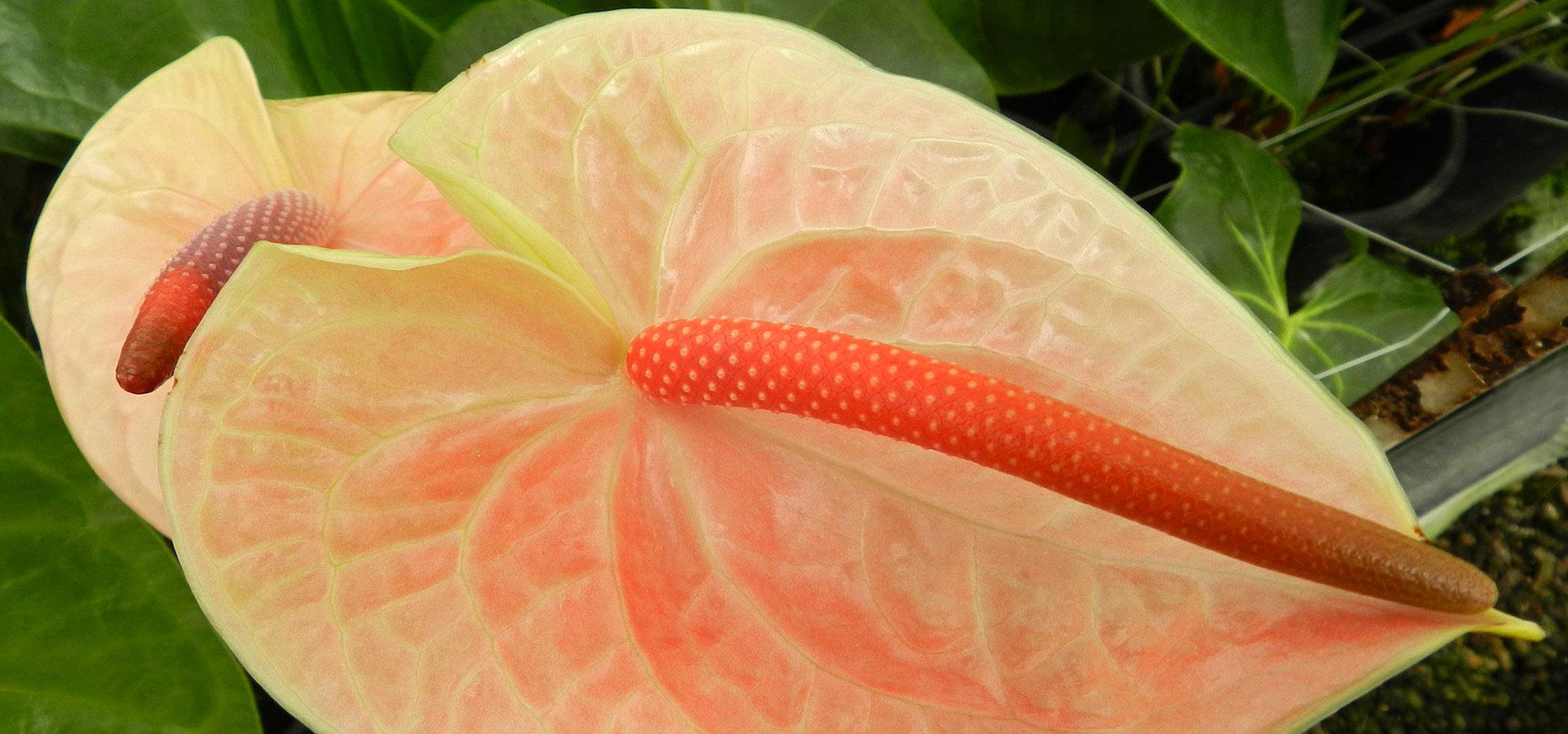 Gerbere Rose e Anthurium