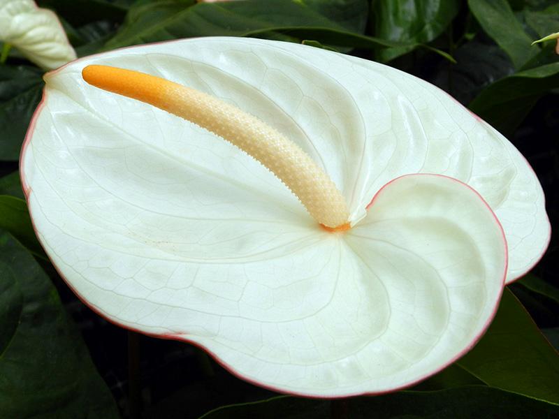 Anthurium (2)