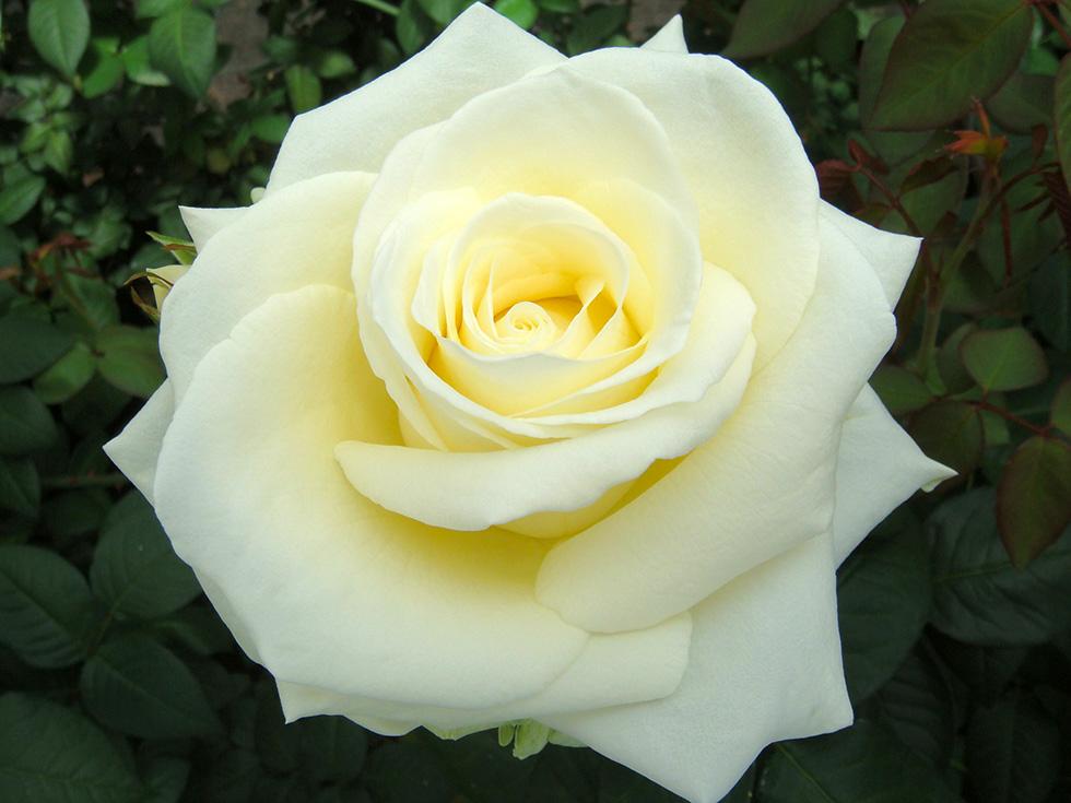 Rose (1)