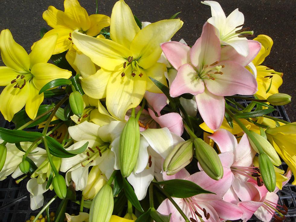 Gerbere e Lilium (9)